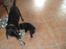 Labrador retriever Anthon(slogt)