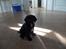 Labrador retriever Anthon(slogt)