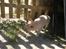Chihuahua Chi-Royal`s Duchess Damaris