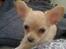 Chihuahua Chi-Royal`s Duchess Damaris