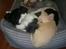 Chihuahua Chi-Royal`s Duchess Damaris