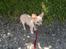 Chihuahua Chi-Royal`s Duchess Damaris
