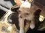 Chihuahua Chi-Royal`s Duchess Damaris