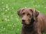 Labrador retriever - Choko :-)