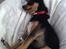 Russisk toy terrier Pixie - Kan godt li' at sove med strakte ben :)