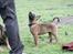 Malinois D-j ( Zerberuzdk.dk )