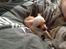 Chihuahua Simon