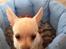 Chihuahua Simon