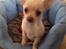 Chihuahua Simon