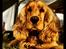 Cocker spaniel Stella - Lånt af Christina Nielsen
