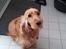 Cocker spaniel Stella