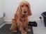 Cocker spaniel Stella