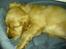 Cocker spaniel Stella - Lille Stella! Lånt af Christina Nielsen