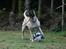 Bullmastiff Raya (Bullgrin's 'N Librrani No Mercy) - 8½ måned