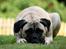 Bullmastiff Raya (Bullgrin's 'N Librrani No Mercy) - 8½ måned