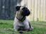 Bullmastiff Raya (Bullgrin's 'N Librrani No Mercy) - 8½ måned