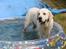 Golden retriever Rasmus