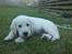 Golden retriever Rasmus