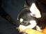 Chihuahua Gizmo