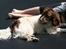 Engelsk springer spaniel Daco