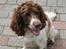 Engelsk springer spaniel Daco