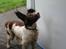 Engelsk springer spaniel Rollo