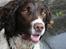 Engelsk springer spaniel Rollo