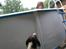 Engelsk springer spaniel Rollo