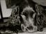 Cocker spaniel Agnes - Agnes 4 mån.