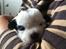 Lhasa apso Afrodithe - 2 uger gammel