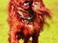 Cavalier king charles spaniel Atti's picture perfect