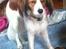 Kooikerhondje Maggie - "uuuha det var uhyggeligt" ;)