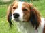 Kooikerhondje Maggie - Er det nu vi skal ud at gå tur???