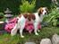 Kooikerhondje Maggie - Det er ret hårdt at være supermodel....