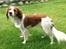 Kooikerhondje Maggie - Er jeg ikke smuk!!