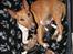 Bullterrier miniature Los Narizotas Miss Biquini aka Queenie