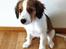 Kooikerhondje Maggie - Selv som ganske lille bitte skulle jeg sidde som model
