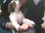 Kooikerhondje Maggie - Hende her skal da være vores hvalp!!!

