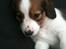 Kooikerhondje Maggie - Kun 7.uger gammel