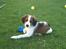 Kooikerhondje Maggie - Jeg elsker at ligge ude i min dejlige have