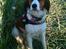 Kooikerhondje Maggie - Billede fra Middelfart efter soppetur