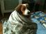 Kooikerhondje Maggie - Efter svømmetur, det var ret koldt hvem tænder brændeovnen??