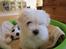 Coton de tulear Charlie - Søde Charlie i hans flotte hundekurv ;-)