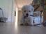 Coton de tulear Charlie - Charlie leger så godt ;-)