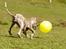 Whippet Benjamin - Juli 2012