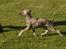 Whippet Benjamin - Juni 2012