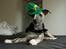 Whippet Benjamin - Juni 2012