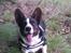 Welsh corgi cardigan Aasteds Fighting Friend (Ludvig)
