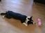 Welsh corgi cardigan Aasteds Fighting Friend (Ludvig)