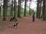 Welsh corgi cardigan Aasteds Fighting Friend (Ludvig)